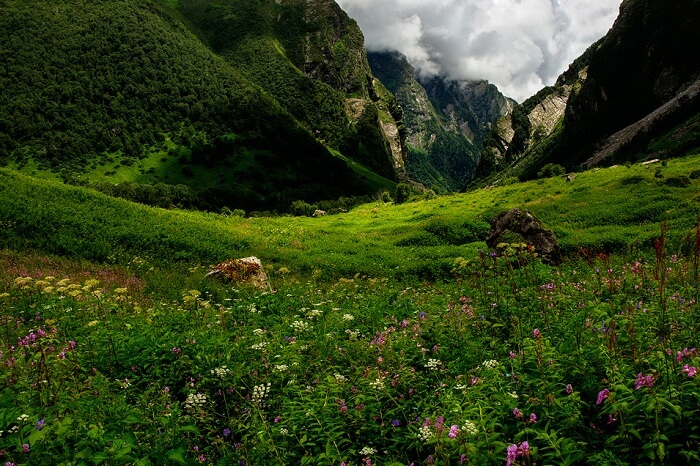 https://travelindiavacations.com/valley-of-flowers-treking/ 